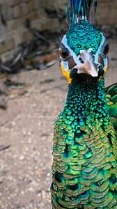 2.1K views · 53 reactions | Green peafowl 連 | Kirmani Breeding Farm | Facebook