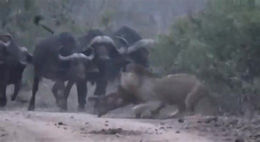 Two young male lions executed a bold takedown of a buffalo calf. Their strategy was simple yet effective: creep behind the unsuspecting herd, isolate the vulnerable calf trailing at the rear, and swiftly immobilize it. As the enraged buffalo surged forward in defense, the lions retreated to safety, only to return moments later and claim their hard earned prize #wild #leo #story #lions #wow #wildlife #nature #animals #amazing #viral | African Bush Kingdom