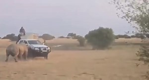 17K views · 218 reactions | IN A VIDEO VERSION - Rhino Rampage:...