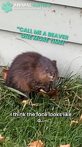 16K views · 381 reactions | This angry muskrat HATES being called a beaver and attacked them in response. Seriously though, it's a beaver, right? 藍 | Animal Antics | Facebook