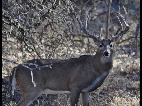 The truth about guides, outfitters and guided deer hunts.