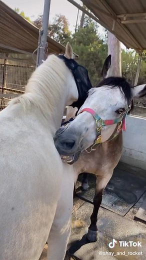 Shay and Rocket on TikTok