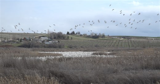 'A stunning experience,' Snow Geese migration underway across Idaho