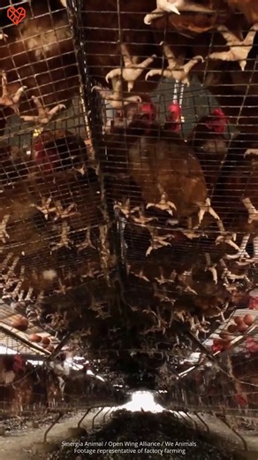 They're packed in like "products" with just wire on all sides. It shouldn't be this way. Help protect hens by taking a stand against the cruelty: https://thl.link/4qLUL78 | The Humane League