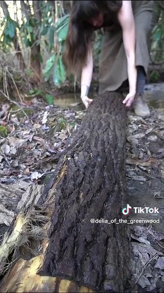 Turning inner bark into silky fiber! This is the softest, fluffiest spinning material I’ve gotten so far! Last spring I took tuliptree slabs straight from the mill, dropped them into the creek, and promptly forgot about them. Nearly a year later I pulled them out to see what happened, and found that they’d broken down fully without losing any strength. Typically you ret fiber in standing water to speed up the bacterial breakdown (ret=rot) but this little dipping pool we’ve partially dammed in th