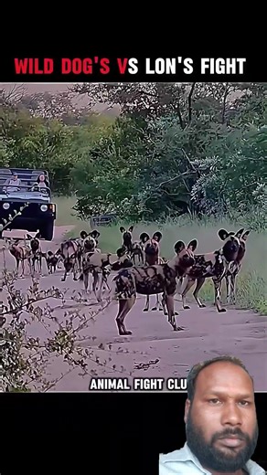 junglee dog will be attacks in lion In Jungle 🐕‍🦺🐕‍🦺🐕‍🦺🐕‍🦺🐕‍🦺🐕‍🦺🐕‍🦺🐕‍🦺🐆🐆🐆🐆🐆🐆🐆🐆