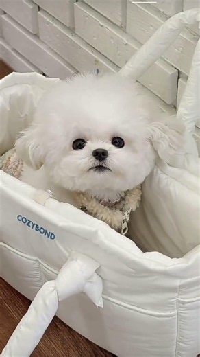 Bichon frise Teacup