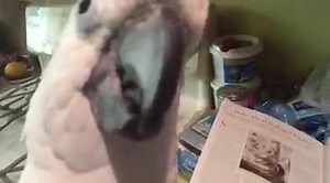 Potato Buttons | Buttons the Cockatoo