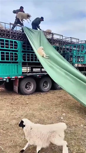 I WATCHED THIS WAY TOO MANY TIMES 😆🐑 TARP SLIDE UNLOADING