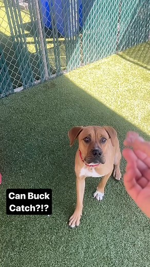 4.4K views · 113 reactions | Meet Buck: Your New Best Friend!  Say...