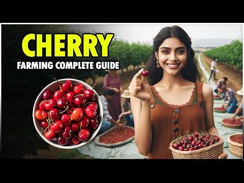 Cherry Farming: Complete Guide | How to grow Cherries