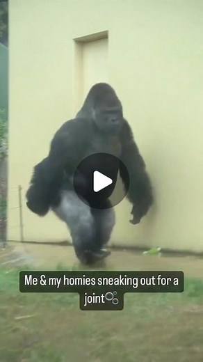 W**d Humor | TAG the homies 😎💨 | Instagram