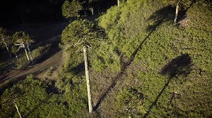 38K views · 600 reactions | Trailer del documental Araucaria araucana, que estará presente en el festival de cine Eurocinema por el Clima. | Ladera Sur | Facebook