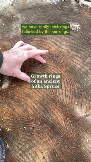 Exploring the Morphology of Sitka Spruce Trees