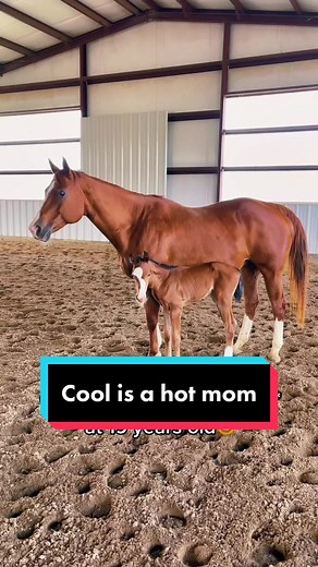 Iconic Sorrel Mare: A Visual Showcase