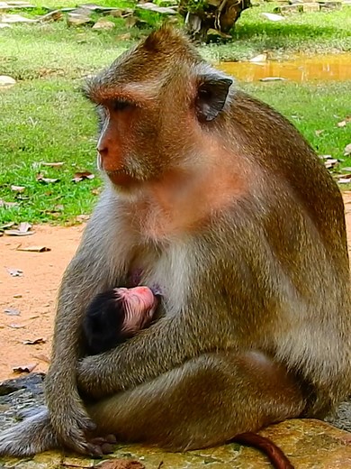 Big Mom Monkey DeeDee so caring her newborn baby just born, she don't even cut the babycord yet | Monkey TV7