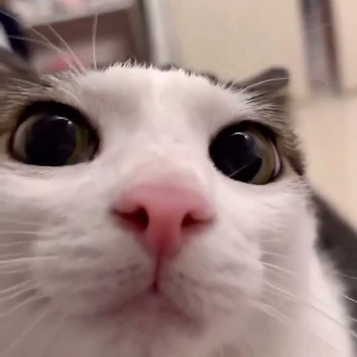 blinking cat closeup