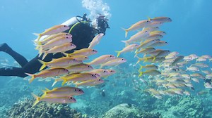 Learn more about diving in Hawaii: https://travel.padi.com/d/hawaii/ | PADI