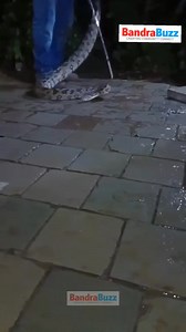 12K views · 70 reactions | A 12-feet Indian Rock Python was safely rescued by Bandra locals — Khayden Serpis, Kevin Rodrigues, Chloe Serpis, and Robin Williams — behind Taj Lands End, Bandra, around 12:30 am. The python was rescued, registered, and later released into a green zone, ensuring both public safety and the protection of wildlife. #bandra #indianrockpython #snakerescue #bandrawest #bandrabuzz | Bandra Buzz | Facebook