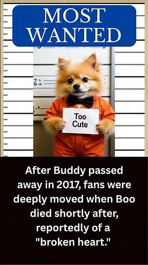 DOG Hall of Fame: Meet BUDDY, the Best Friend and Big Brother of Boo 🐶