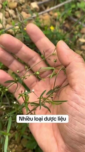 Bạch hoa xà thiệt thảo #baithuocdangian #yhọccổtruyền