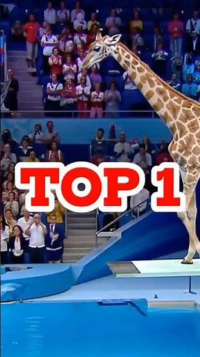 Animal Diving Olympics | Wild Creatures Compete at the Olympic Pool!