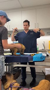 Eight-week vet check day for twelve puppies… plus Marvel. What could possibly go wrong? 😅🐉 Last week, vaccinations, microchips, DNA swabs and full health checks were all done! Huge thank you to Dr Dan and the amazing team at Vetkind Arana Hills for making it such a positive experience for the babies 💜🐾 Thanks @raising.shepherds for helping wrangle them on this adventure 🤣 #vetcheck #raisingpuppies #toinfinitee | Toinfinitee Malinois