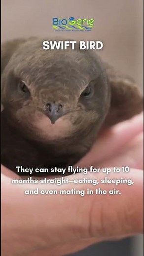 SWIFT BIRD | 🐦 #trending #nature #facts #birds #animalfacts