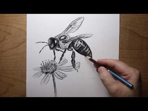 How to draw a realistic bee | Step by Step Sketch Tutorial for beginners