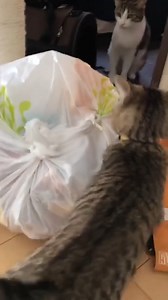222K views · 6.6K reactions | Cat Garbage Helper Credit: sakurechiroru #cat #kittens #kitty #pets #trend #facebookreels #catsofinstagram #catlover #fun #funny #cat | Bussibo | Facebook
