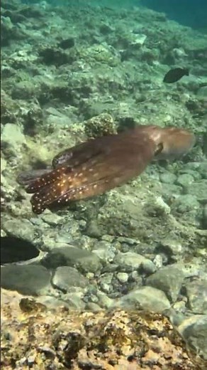 Swim with a Color-Changing Octopus! 🐙✨ Nature’s Master of Disguise