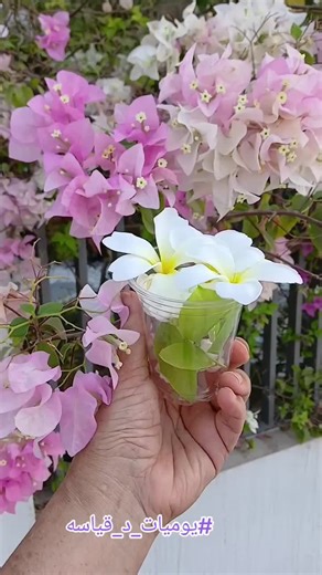 #gut_microbiome #gps #skin_health #uae_microbiome_project #clinical_translational_microbiome_platform #gut_homeostasis #innate_immune_response #dysbiosis #gut_microbiota #skin_conditions #decrease… | M. Azzam Kayasseh