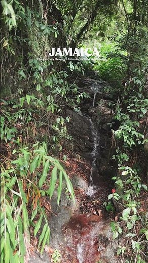 A journey through the Jamaica 🇯🇲 Blue Mountains is all you need to distress #jamaicabluemountains