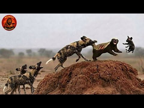 Cães Selvagens e Texugo-do-Mel: A Luta Feroz Para Proteger Os Filhotes #animaisselvagens