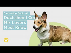 6 Amazing Facts All Dachshund Corgi Mix Lovers Must Know