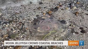 Moon jellyfish crowd coastal beaches