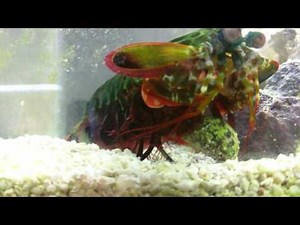 Mantis shrimp destroys a snail