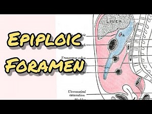 Epiploic foramen / Foramen of winslow