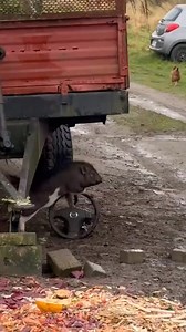 Pig pounding #reelschallengereelschallenge #fypシ゚viralシ #reelsfacebook #Viralシ #fypシ #fyp #amazingvideo #reels #Amazing #viralvideo | Kasified Tv