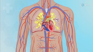 Video: Anatomy of the Heart