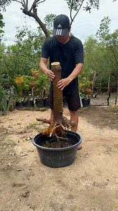 1.3M views · 4.5K reactions | Bonsai Mulberry Tree #mulberrytree #gardeninspiration #bonsai #PlantBased #mulberry #fruits #gardeningtips | Jayson Gaylan | Facebook
