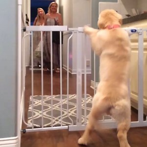 1.3M views · 18K reactions | Your doggo's tears may be the result of them expressing how much they missed you, and this news now has us crying in our closet. Please send help! | The Pet Collective | Facebook