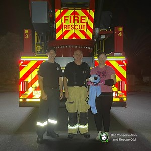 This beautiful big black flying fox is Foxtel. He was hopelessly caught on an aerial and was spotted by a resident across the road and called in. Thank you! Luckily access for a fire truck was good and the local Fire and Rescue Service Queensland Fire Department were happy to help. Thank you too! Poor Foxtel was terrified by the noise of the cherry picker approaching him and struggled, entangling himself worse than he previously was. It was a very challenging job to untangle him but one of our m