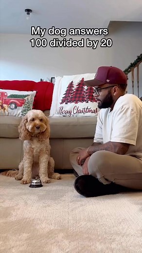 The way she thinks before answering 😳 #dogsofttiktok #dogs #smartdog #puppylove #lunathemin | Luna Cackapoos