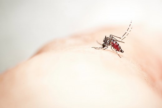 Zika: o que é, sintomas, transmissão e tratamento