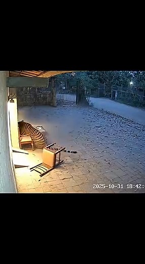 *OMG...😱😨CCTV recording at Brahmapuri Forest Guest House. (Chandrapur dist)👆🏻😮‍💨🧐😳🫣🫢* | Nippy Brigitte
