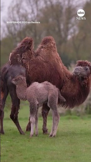 Bactrian camel born at UK Zoo