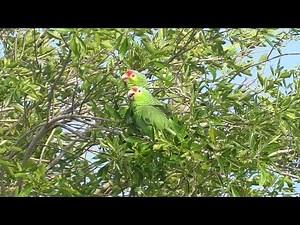 Red-lored Parrots vocalizing. Brownsville, Texas.