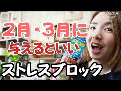 ストレスブロック　2月・3月に与えると良い　根っこ伸びる　信号を出してる　ガーデニングシーズン　土を耕す　根っこが伸びやすい状態に活力剤【おうちでガーデニング】開花園チャンネル
