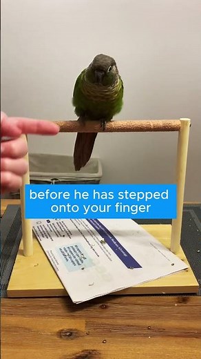 How to Teach Your Bird to Wave 👋🦜 (Cute & Easy Trick!)
